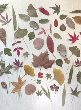 枯树叶枫叶干花标本真枯叶天然落叶银杏叶书签梧桐叶叶子手工贴画