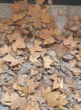 梧桐叶落叶树叶枯叶枫叶枯树叶天然干树叶装饰干花真叶子布景拍摄