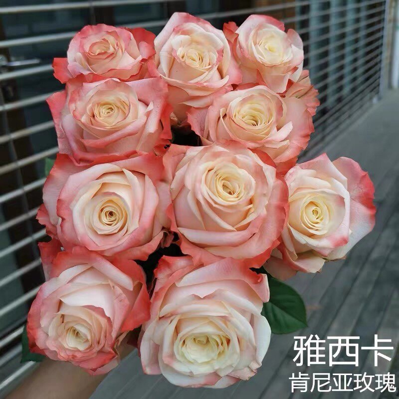 月季精品苗(雅典娜)浓香大苗