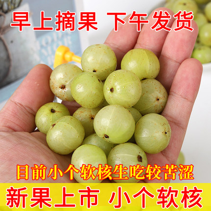 新鲜油甘果孕妇酸水果牛甘果余甘子油柑子余甘果可泡酒腌制