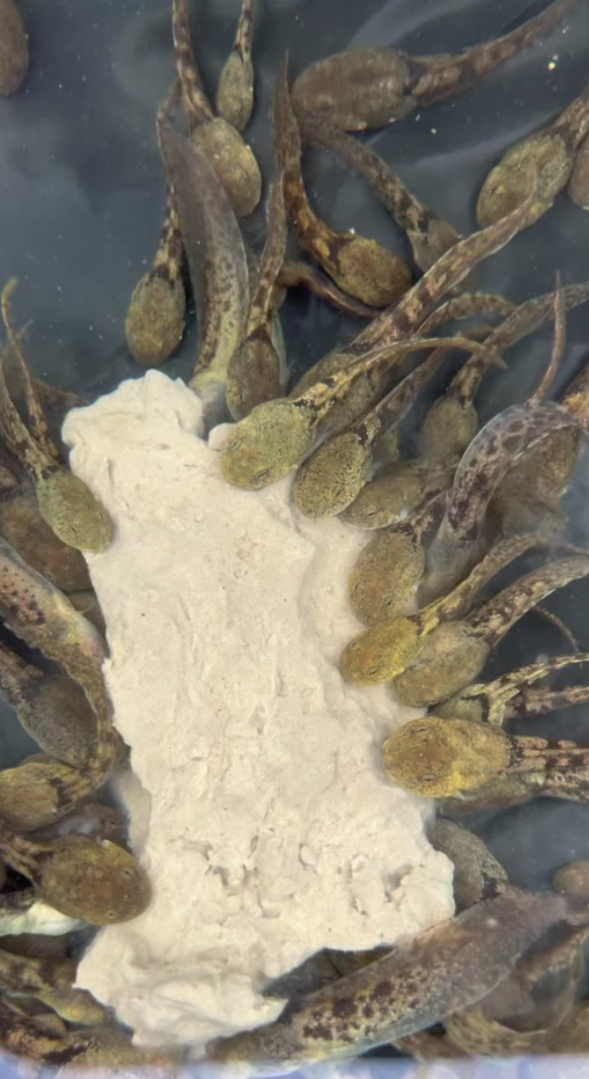 福建石蛙养殖技术石蛙蝌蚪苗