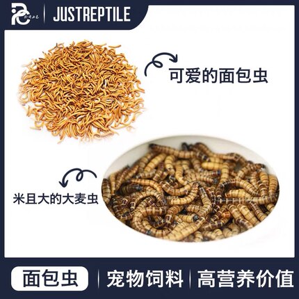 面包虫活体黄粉虫大麦虫种虫守宫睫角龙鱼乌龟仓鼠蜥蜴石蛙鸟饲料