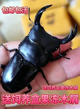 大扁锹形虫买一送一活体宠物甲虫