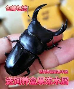 大扁锹形虫买一送一活体宠物甲虫