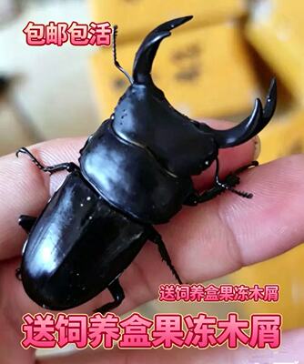 大扁锹形虫买一送一活体宠物甲虫