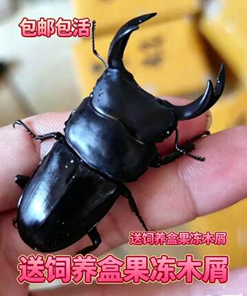 成虫甲虫中华大锹成虫昆虫锹形虫锹甲宠物活虫独角仙2026年新虫