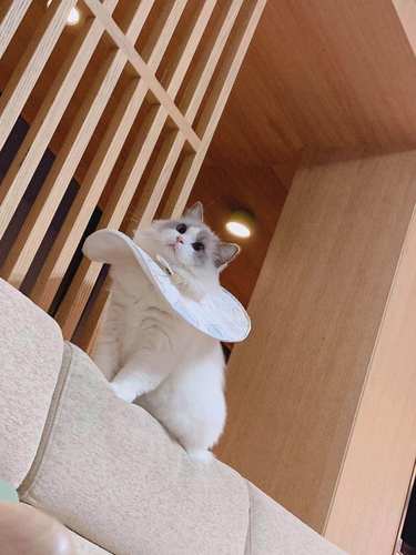 伊丽莎白猫狗超轻防舔圈猫狗兔子