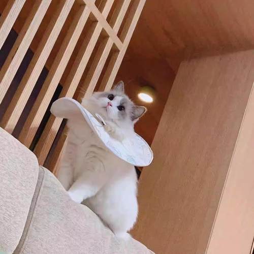 新材质！一粒傻白原创伊丽莎白圈猫狗兔（超轻战斗鸡（不退不换