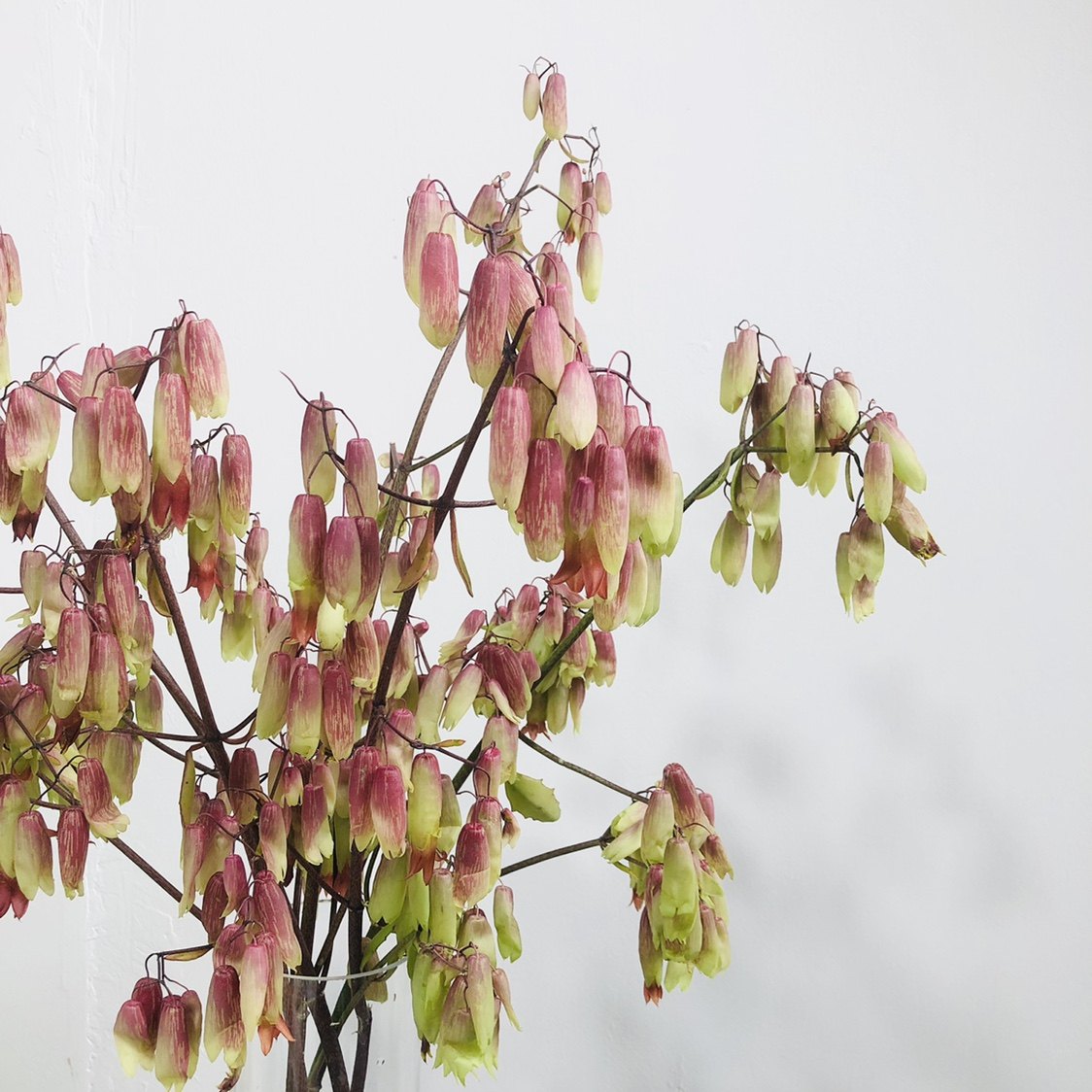 天灯鲜切花小众稀有精品花材家庭瓶插花艺婚庆节日比赛装饰花束用