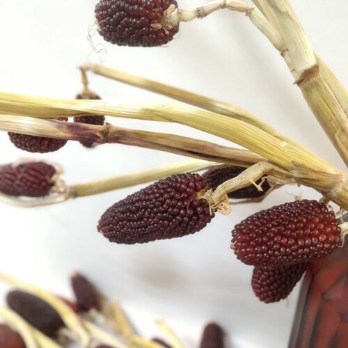 七彩玉米小众稀有精品花材做干花
