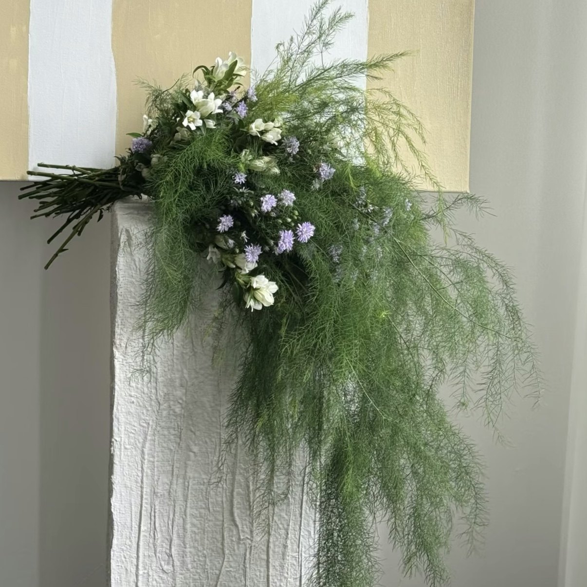 卢旋草芦笋草小众花材通用配叶