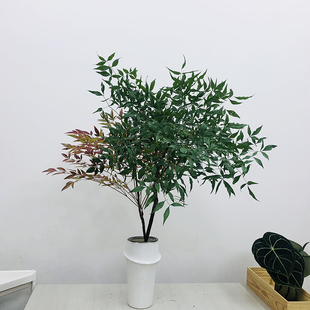 南天竹小众稀有精品应季鲜花材家庭瓶插花艺婚庆节日比赛装饰花束