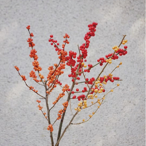 冬青小众精品应季花材高端尖货