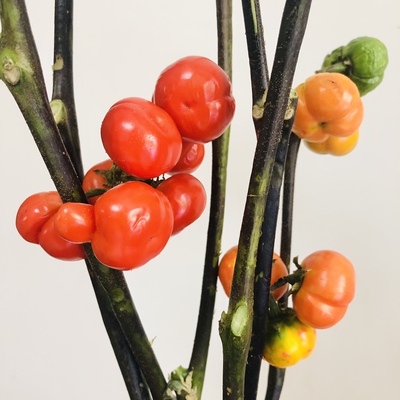 小南瓜应季小众花材精品花艺常用
