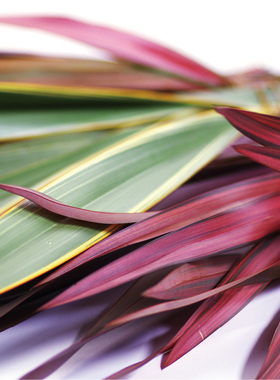纽西兰鲜切花小原流高端稀有小众配叶家庭瓶插花艺婚庆手捧花束