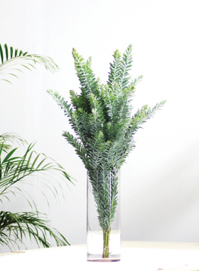 蓝梦相思鲜切花灰绿色高级感配叶家庭瓶插花艺花束婚庆手捧花材