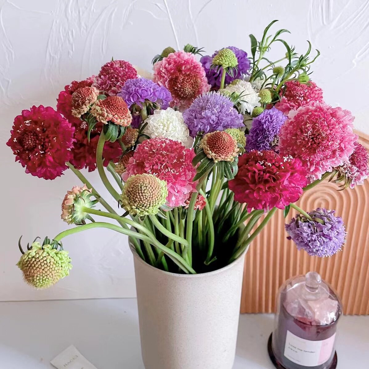 松虫草鲜切花瓶插花束花艺婚庆点缀花材昆明斗南直发顺丰空运直达