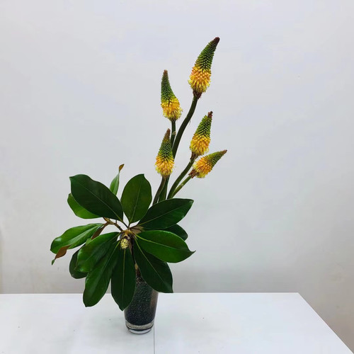 火炬鲜切花小众稀有精品花材