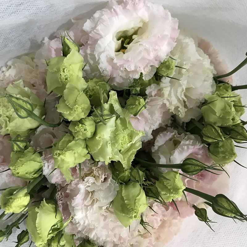 洋桔梗鲜切花常用精品花材家庭瓶插花艺婚庆节日比赛装饰花束花车