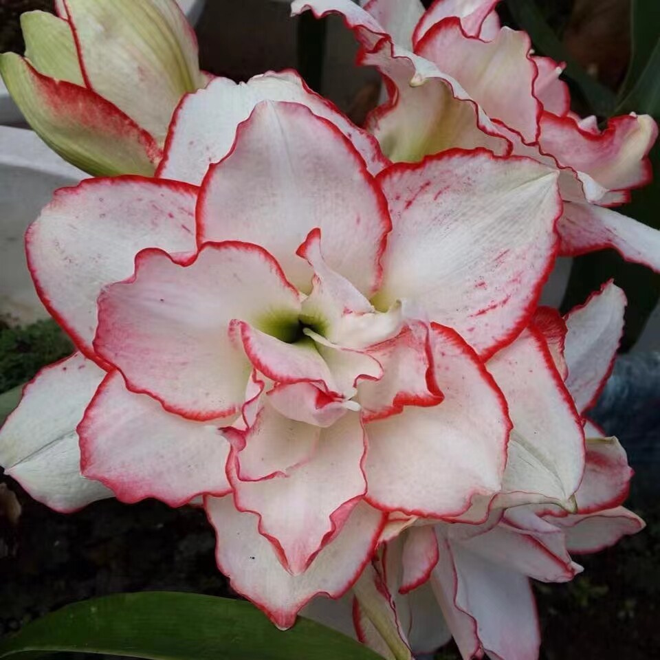 景泰园艺现货精品重瓣澳洲朱顶红  花瓣衬裙 小苗种球盆栽包邮