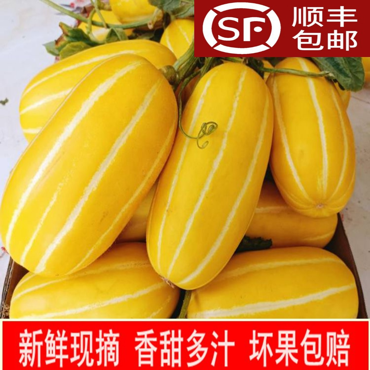 湖北现摘新鲜黄皮白肉香瓜黄金瓜黄条瓜老品种甜瓜5脆甜蜜瓜顺丰