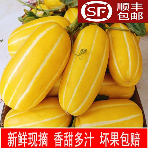 湖北新鲜现摘黄金瓜pk羊角