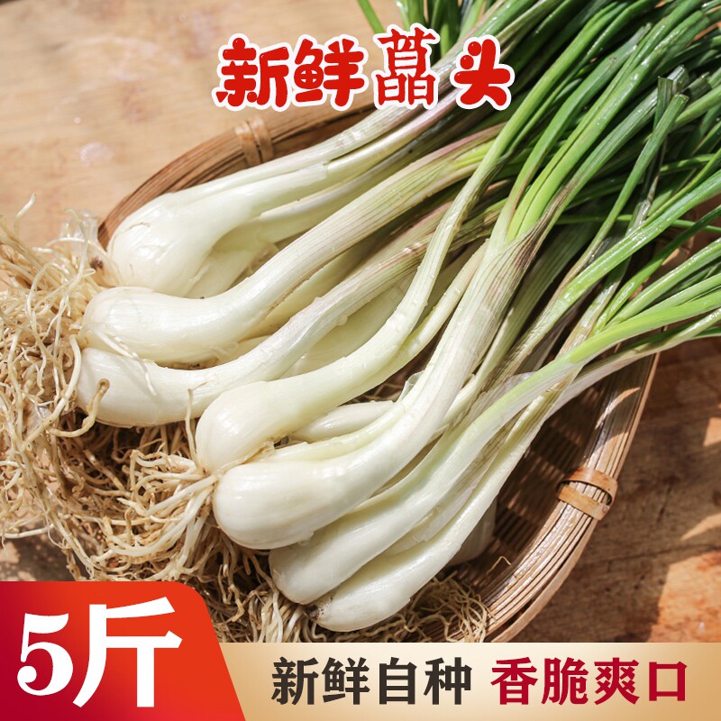 湖北现挖藠头带叶泡菜酸辣胶头茭头藠头种子农家自种5斤包邮教头