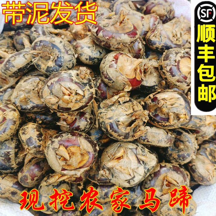 新鲜马蹄荸荠地栗清甜煲汤好吃