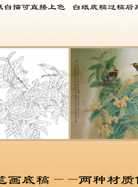 工笔画底稿直接上色熟宣花鸟白描