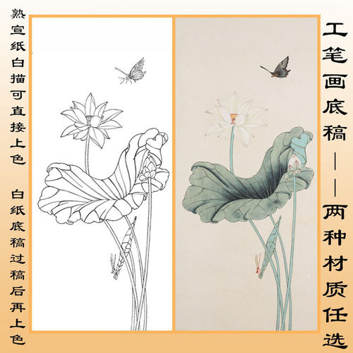 工笔画白描底稿荷花直接上色