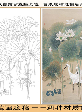 工笔画白描底稿荷花直接上色