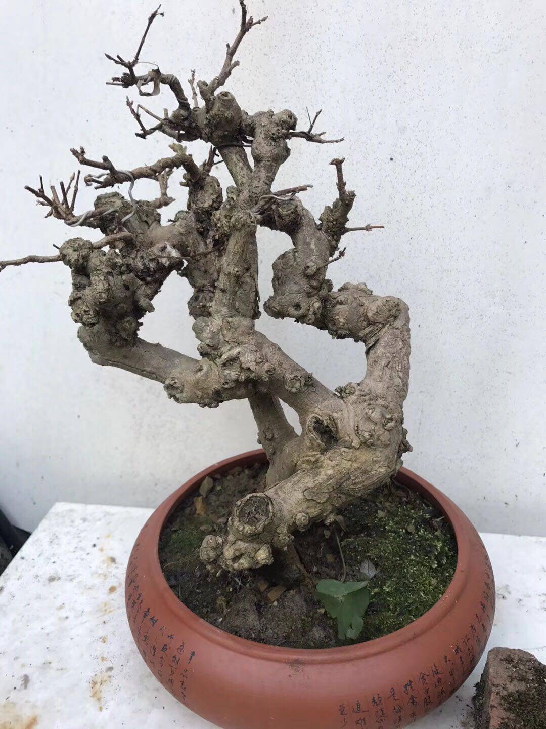 【微型求败】中国结/三角枫盆景