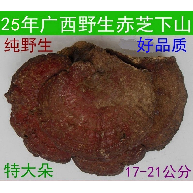 25年尾货有虫眼特价清仓广西深山特大朵野生灵芝赤灵芝17厘米以上