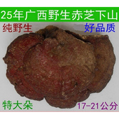 25年尾货有虫眼特价 清仓广西深山特大朵野生灵芝赤灵芝17厘米以上