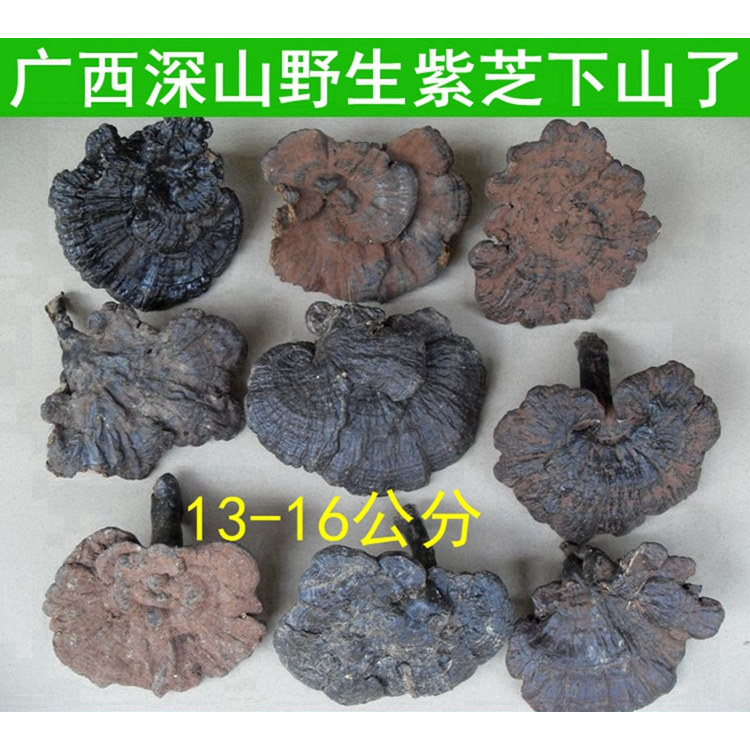 25年尾货特价广西深山大朵纯野生灵芝紫芝野生黑芝13-16厘米