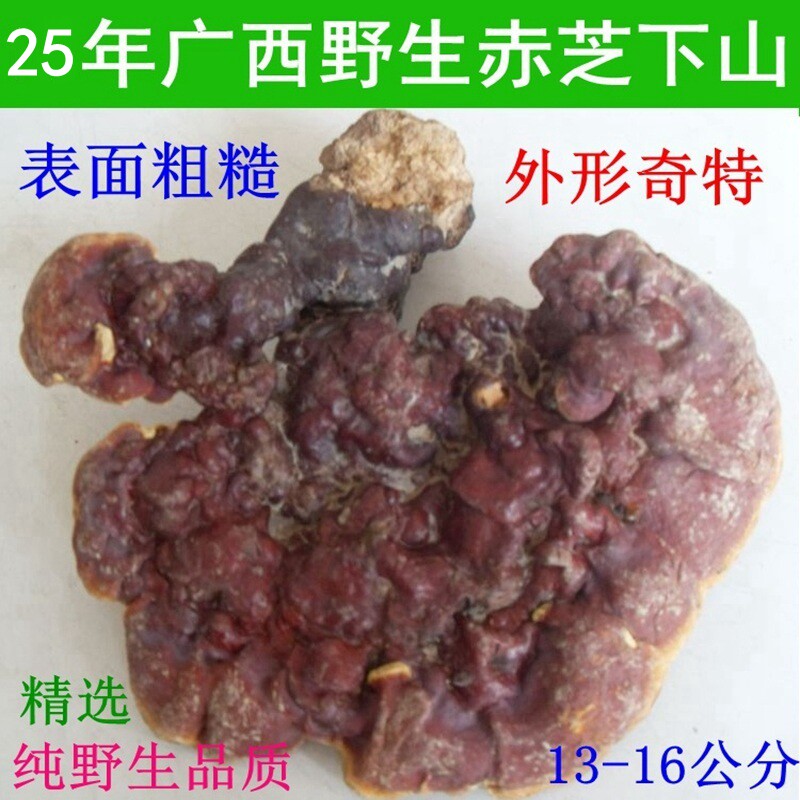 25年尾货有虫眼特价清仓广西深山大朵野生灵芝赤灵芝13-16厘米