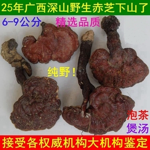 25年新货特惠广西深山野生灵芝整枝赤灵芝野生泡茶6 9厘米