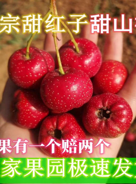 山楂　新鲜山楂甜红子甜山楂 自家果园 自产自销　极速发货
