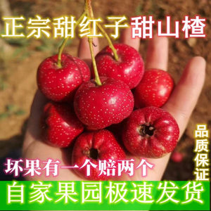 山楂新鲜甜红子自家果园甜口