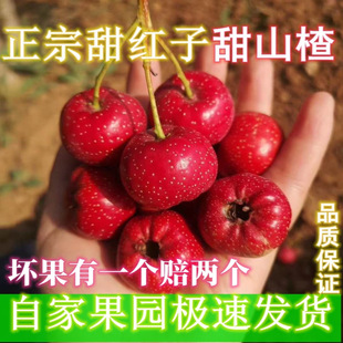 山楂 水果山楂 樱桃小山楂 甜口山楂甜红子