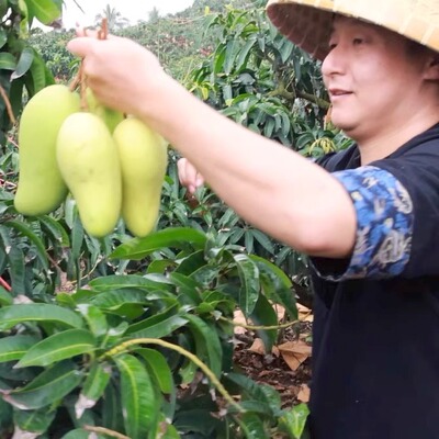 4.6斤中果礼盒装海南金煌芒果【钳子拯救没胃口】