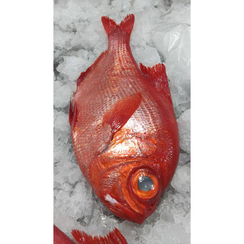 野生新鲜刺身级金目鲷新鲜发货放血日料上品