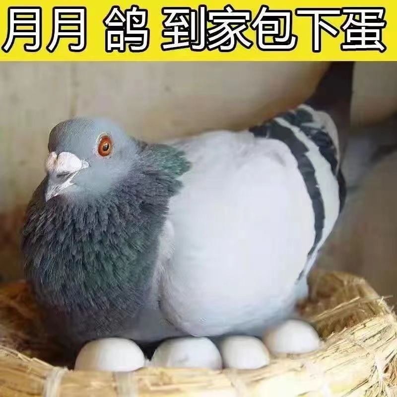 【蛋鸽】白羽王产蛋王活物一对肉鸽落地王种鸽青年鸽子活体下蛋
