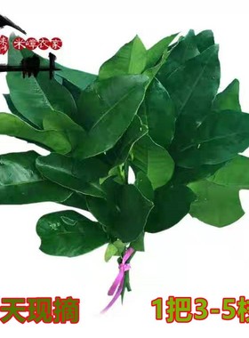 新鲜碌柚子树叶柚叶带枝晦气青团去洗澡乔迁新居当天采摘30年老树