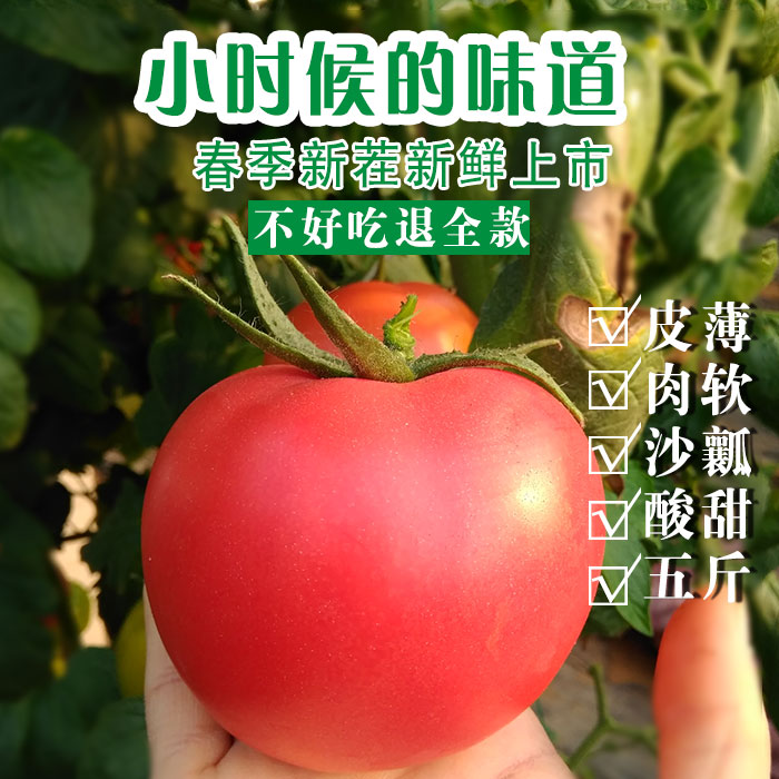 »Æ½îÊÁÐÂÏÊÎ÷ºìÊÁº£ÑôËáÌðÓлú×ÔÈ»Êì·¬ÇÑ·äÊÁÊß²ËÆÕÂÞÍú˹5½ï