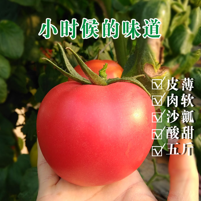 »Æ½îÊÁÐÂÏÊÎ÷ºìÊÁº£ÑôËáÌðÓлú×ÔÈ»Êì·¬ÇÑ·äÊÁÊß²ËÆÕÂÞÍú˹5½ï