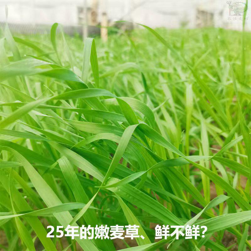 2斤新鲜小麦草25年鲜嫩多汁兔兔龙猫荷兰猪爱吃的