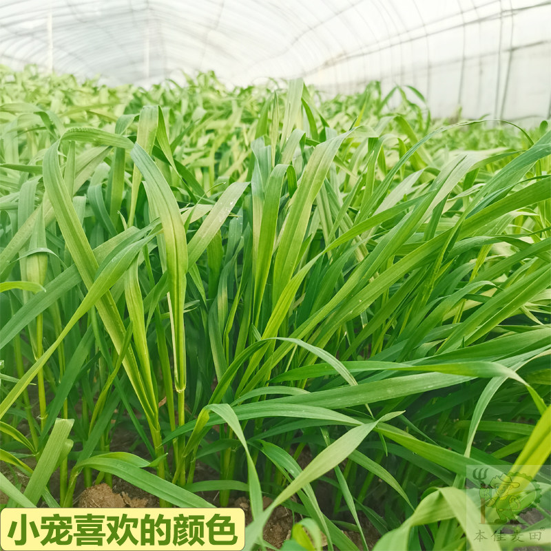兔粮新鲜小麦草兔子荷兰猪口粮