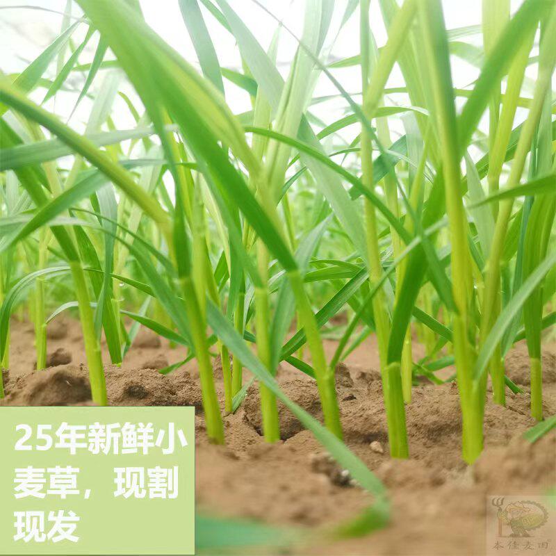 2025年新鲜小麦苗嫩苗现割现发小麦苗嫩苗现割现发小麦苗嫩苗现割