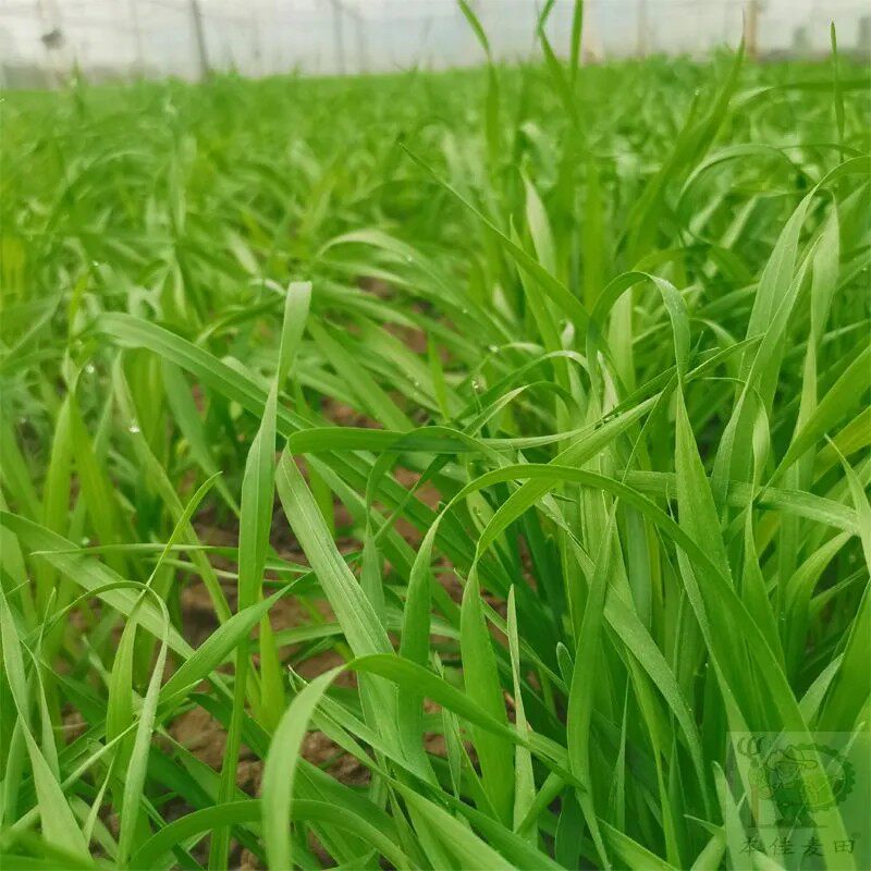 新鲜小麦草鲜嫩多汁宠物爱吃的麦草
